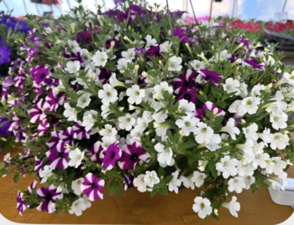 Hanging Basket